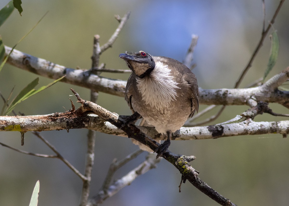 Noisy Friarbird - ML267201031