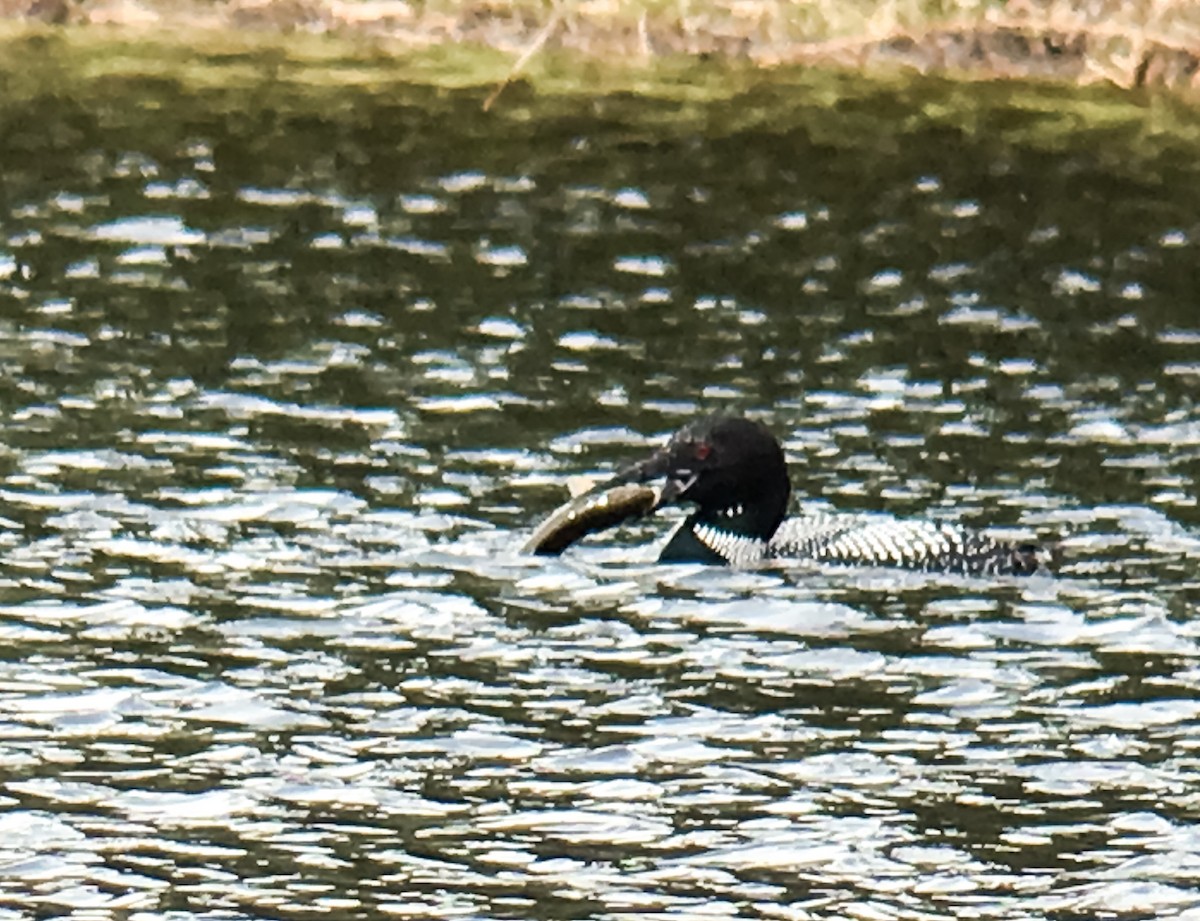 Common Loon - Frank Dickman