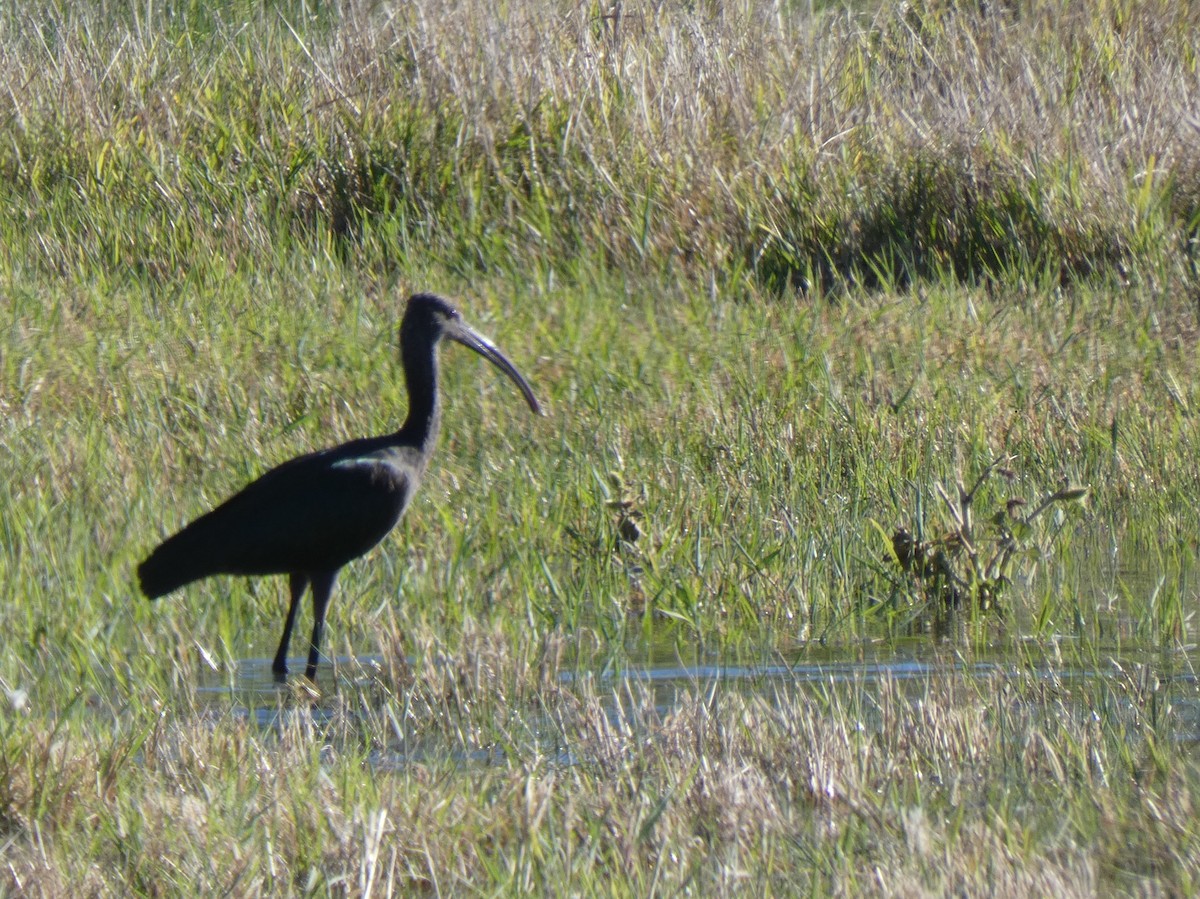 Ibis à face blanche - ML267201991