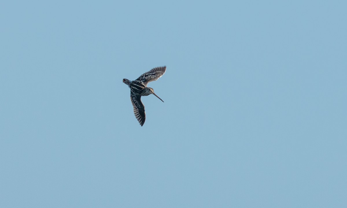 Wilson's Snipe - ML267202081