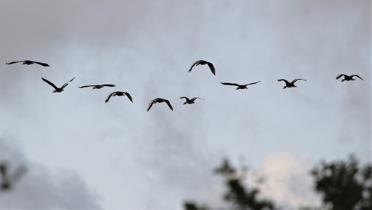 Black-bellied Whistling-Duck - ML267202241