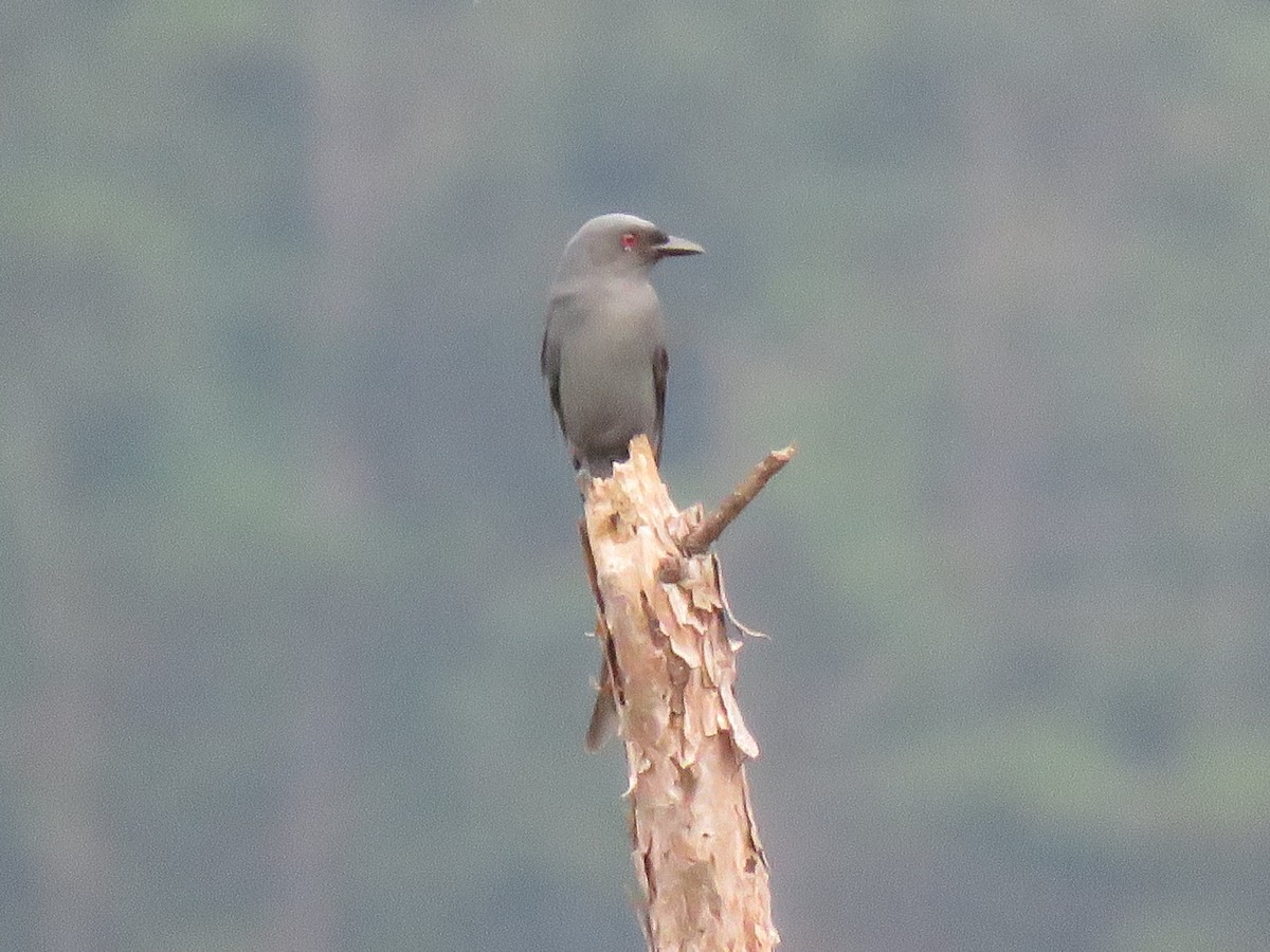 drongo kouřový - ML267203441