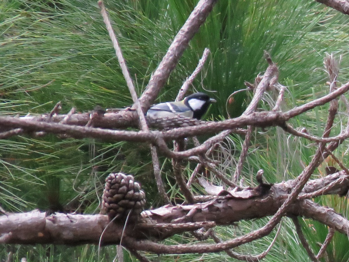 Japanese Tit - ML267203491