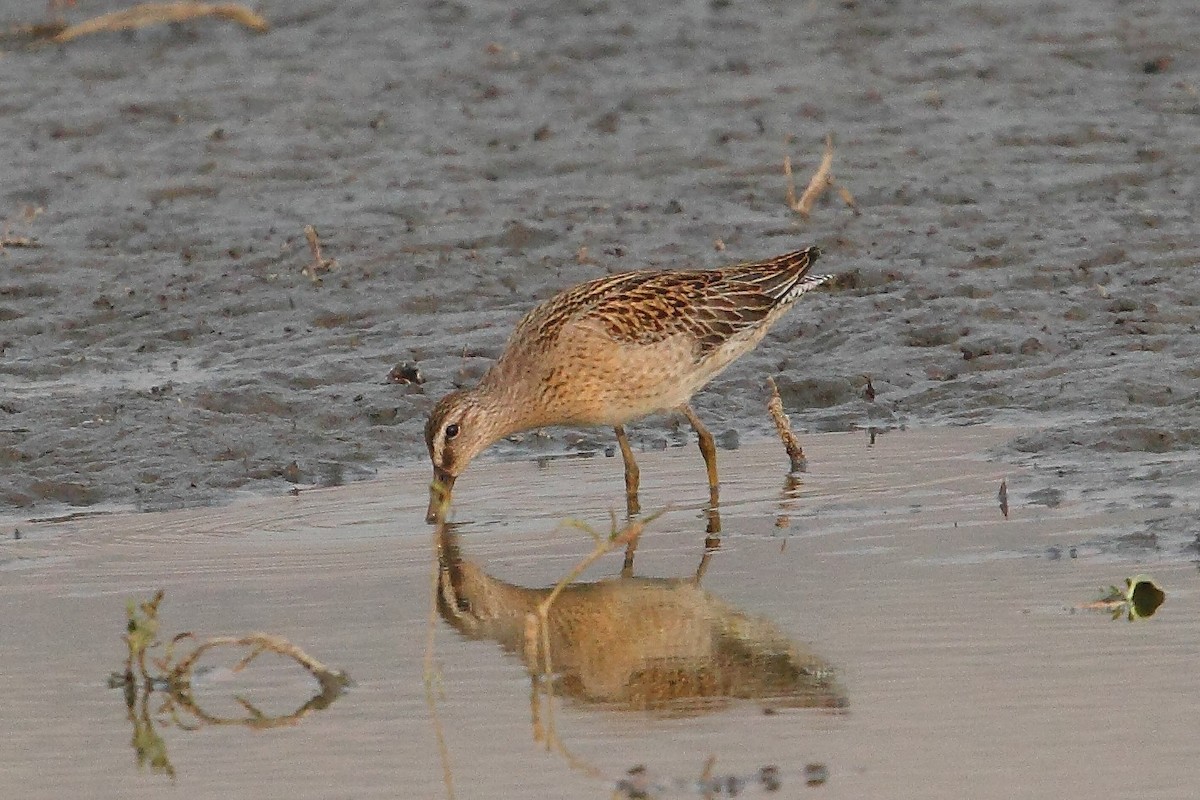 kortnebbekkasinsnipe - ML267204601