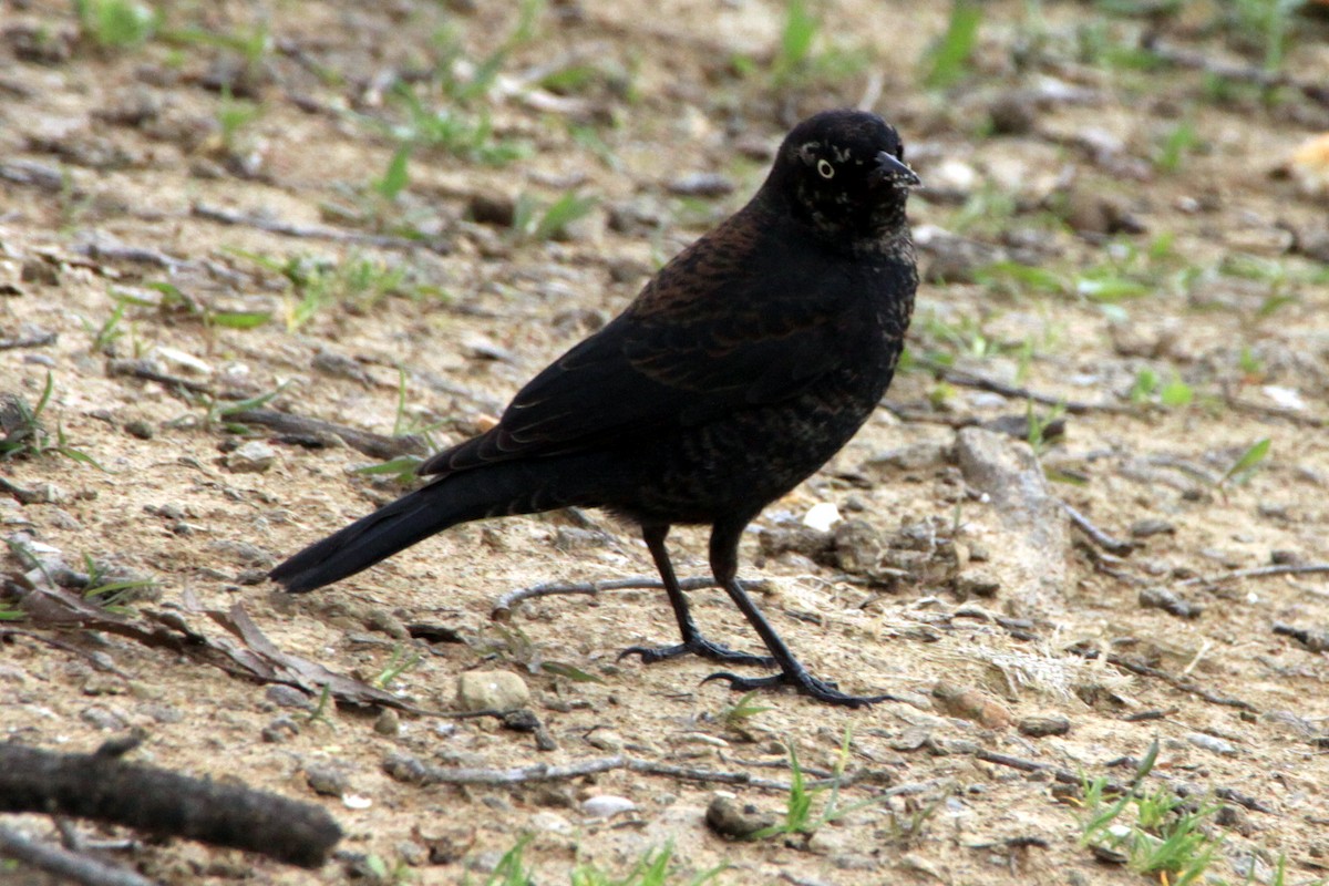 Rusty Blackbird - ML26720571