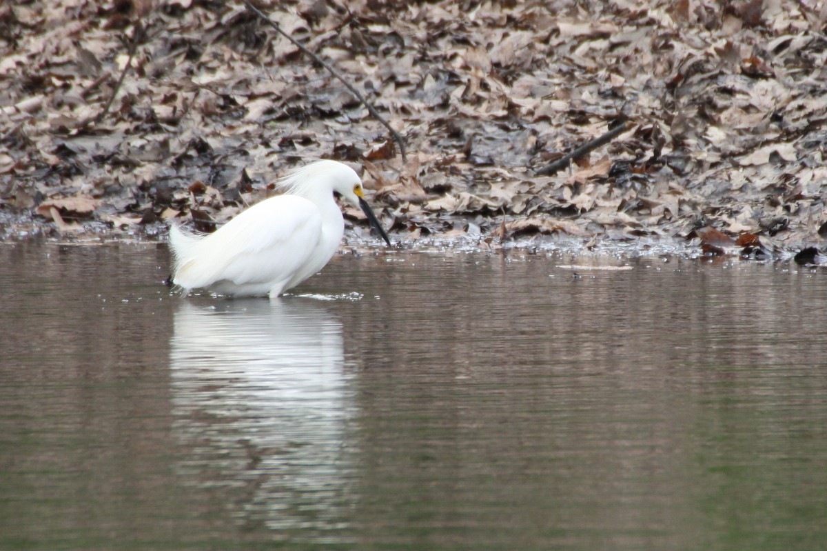 Snowy Egret - ML26720711