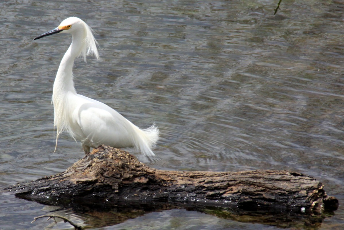 Snowy Egret - ML26720741