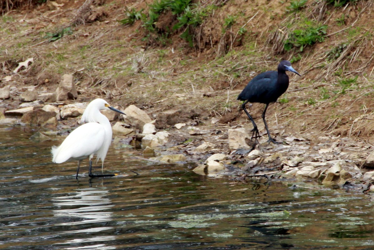 Snowy Egret - ML26720761