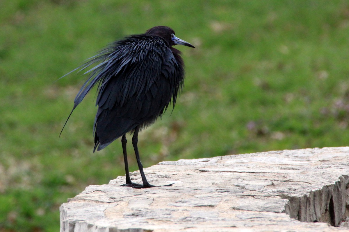 Little Blue Heron - ML26720801