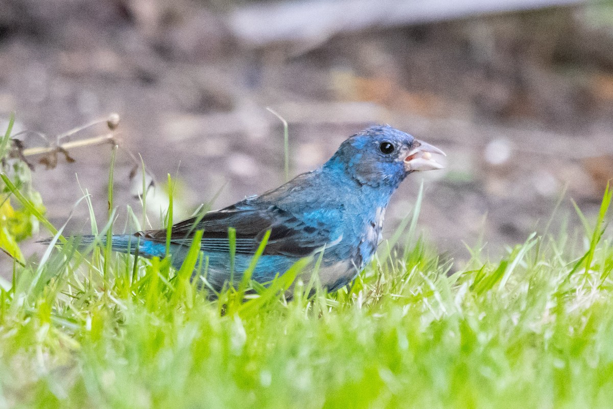 Passerin indigo - ML267208061