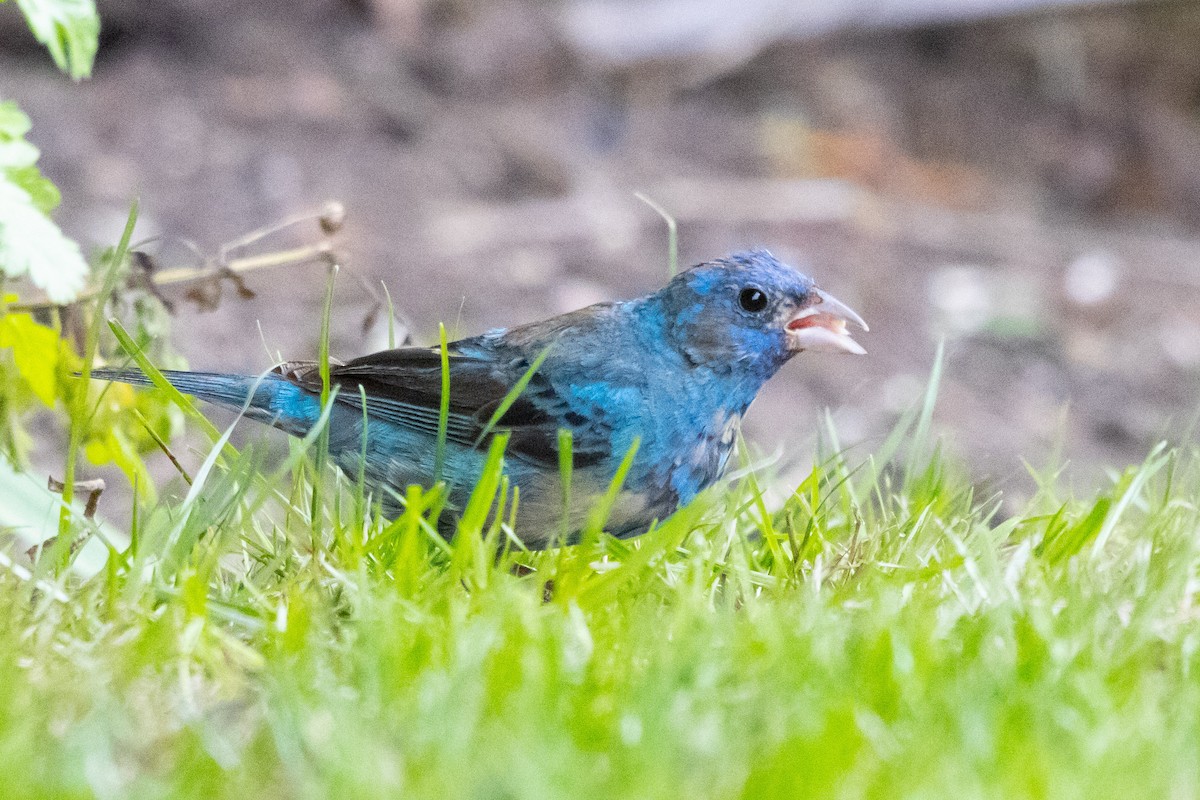 Passerin indigo - ML267208091