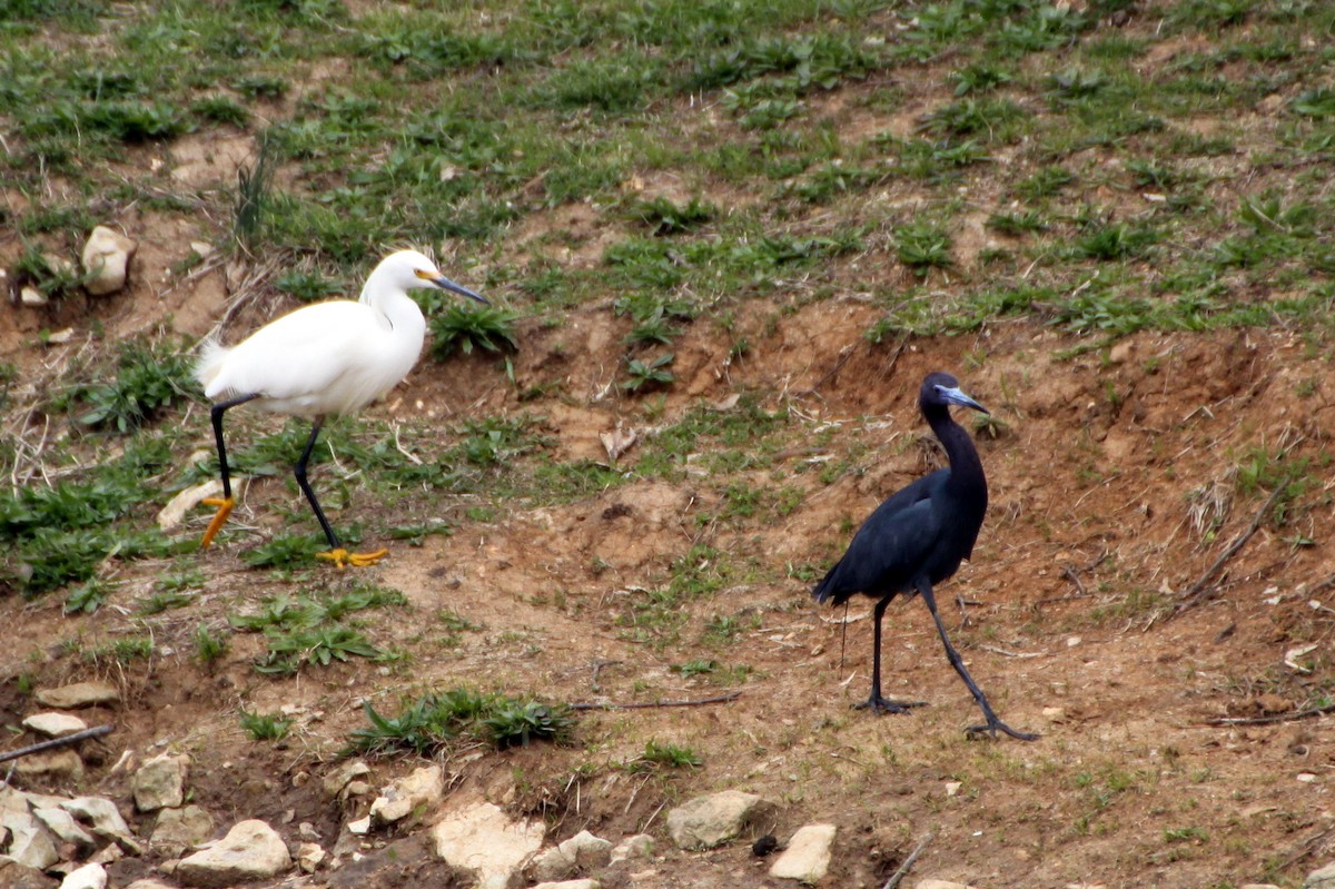 Little Blue Heron - ML26720811