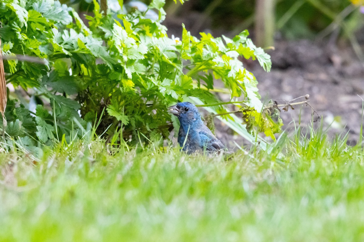 Indigo Bunting - ML267208121