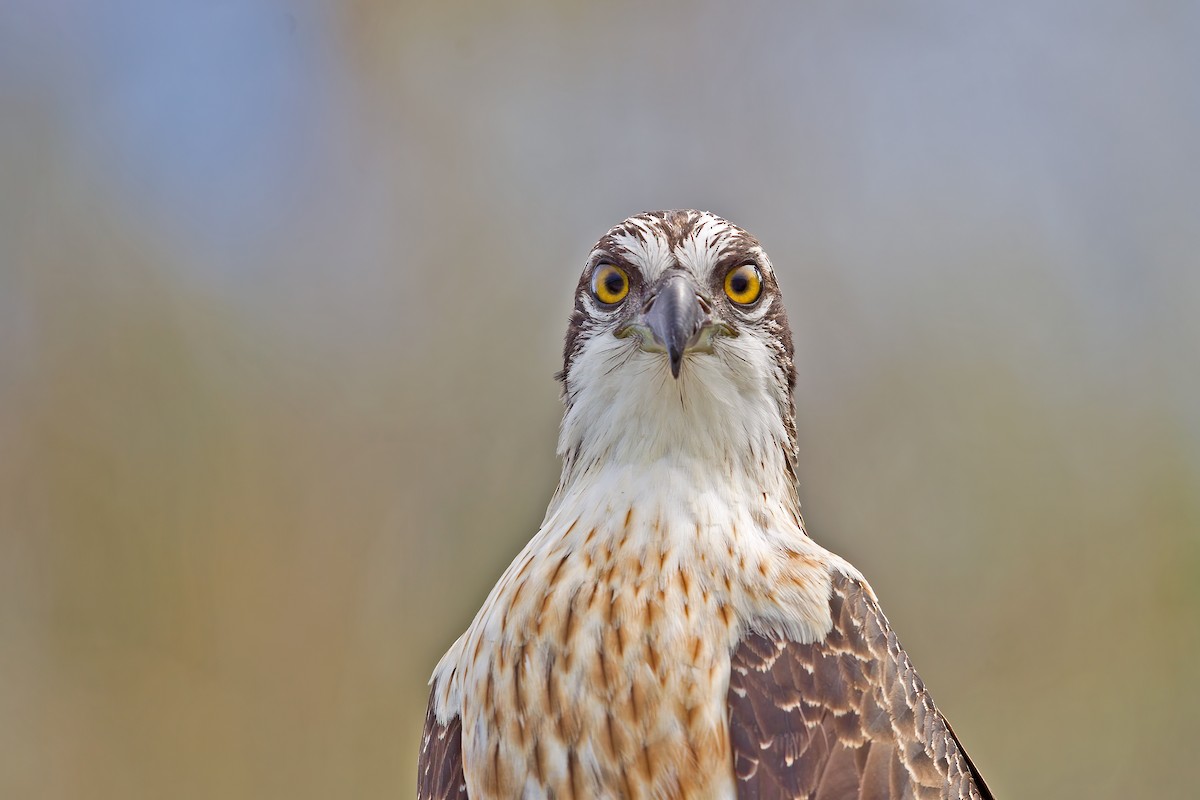 Osprey - Mat Gilfedder