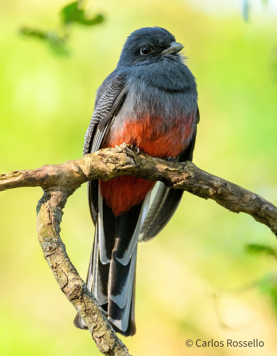 Trogon surucua - ML267210281