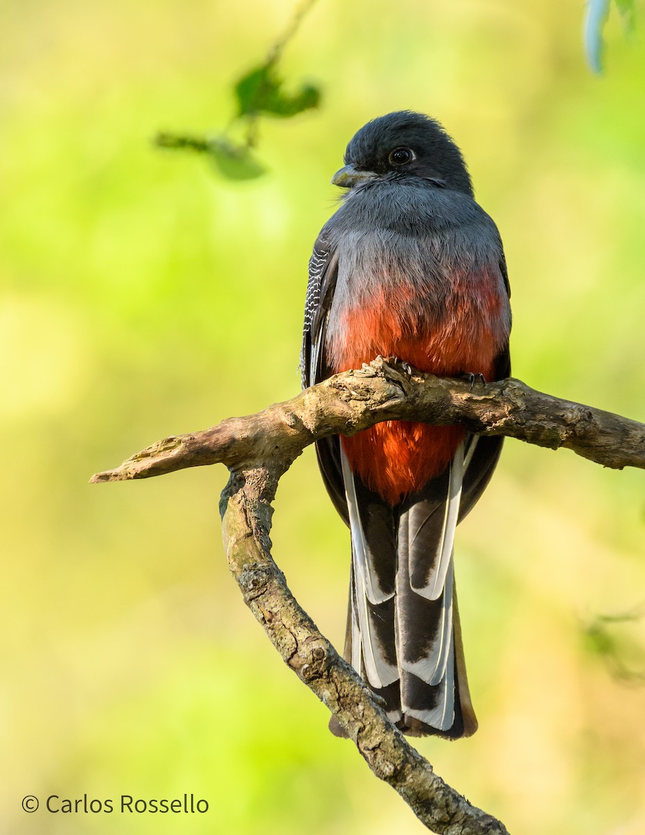 Trogon surucua - ML267210301