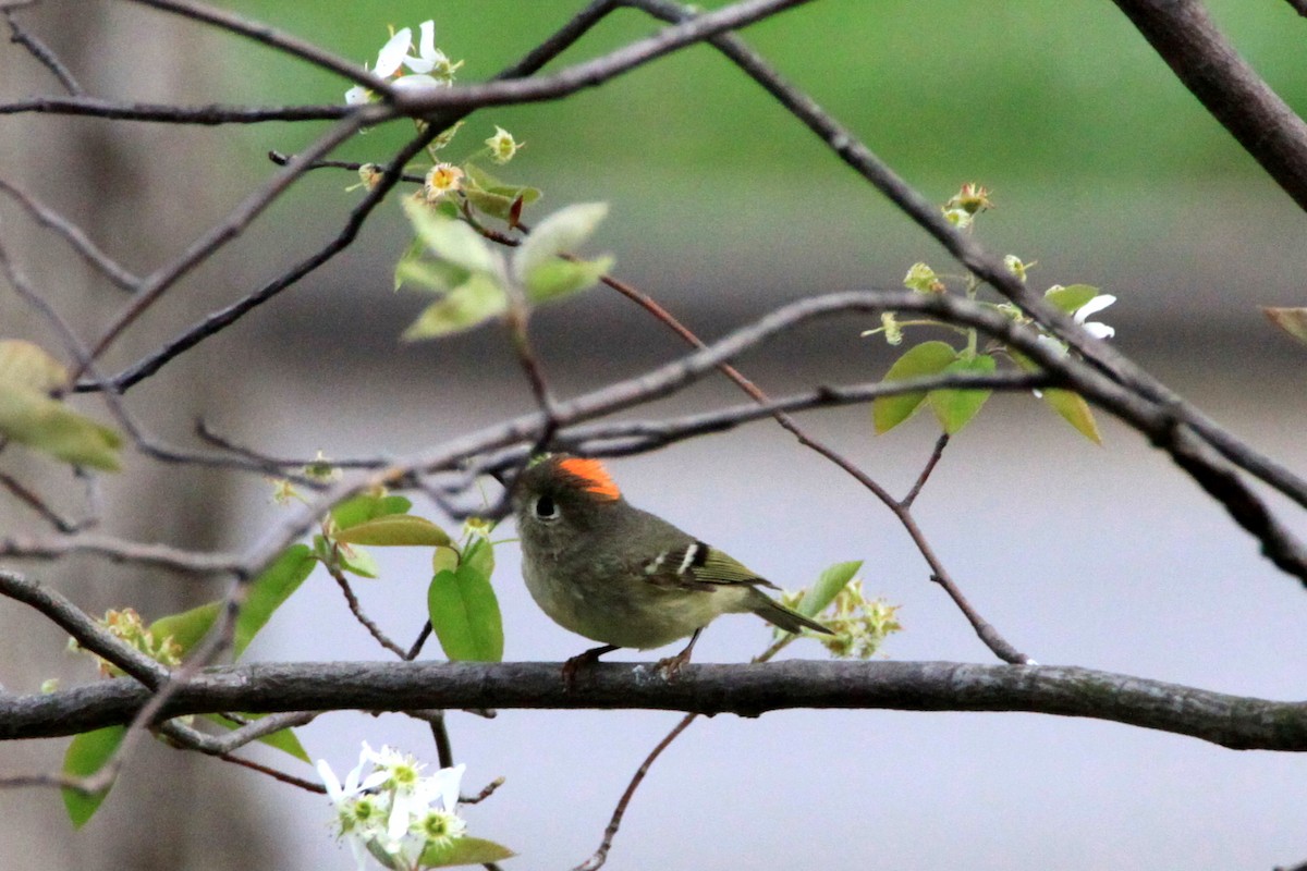 Ruby-crowned Kinglet - ML26721031