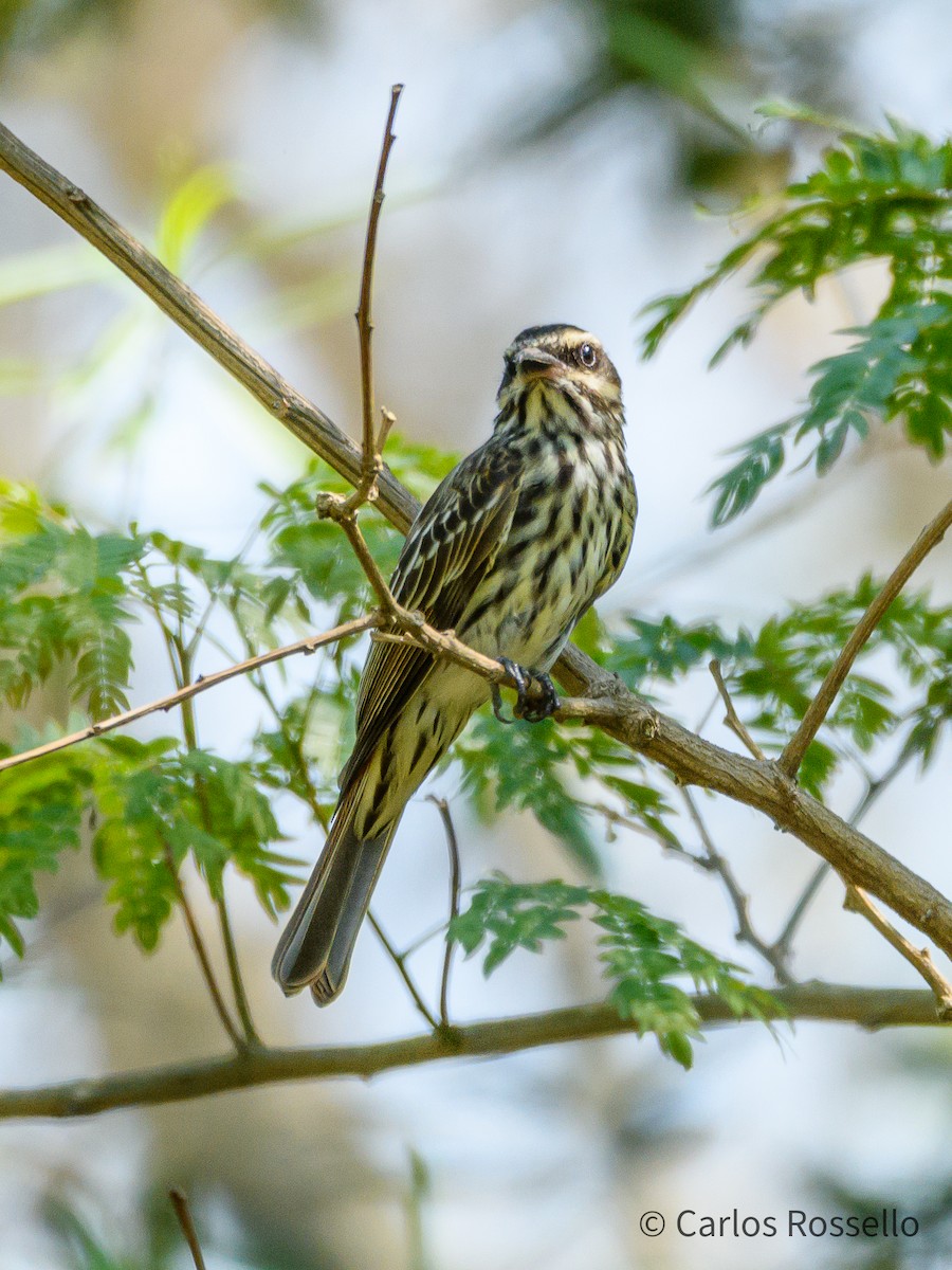 Streaked Flycatcher - ML267210481