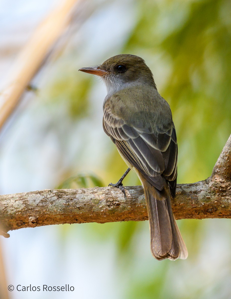 Swainson's Flycatcher - Carlos Rossello