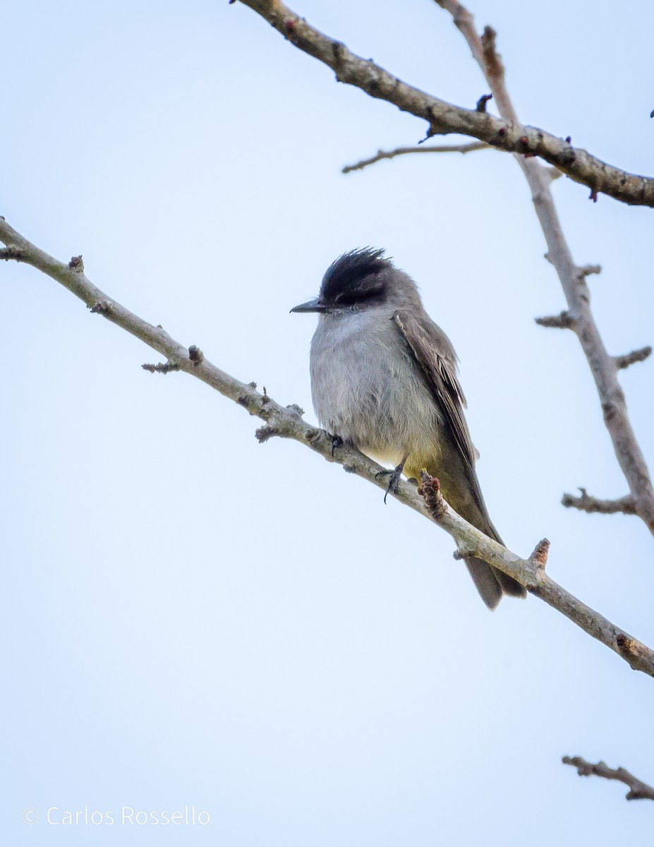 Crowned Slaty Flycatcher - Carlos Rossello