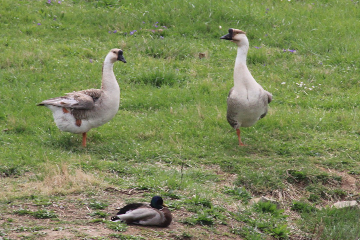 Swan Goose (Domestic type) - ML26721071