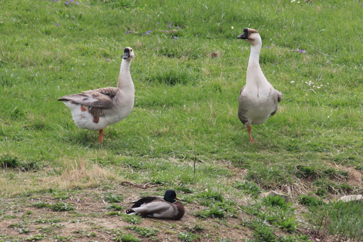 Swan Goose (Domestic type) - Rob Francis