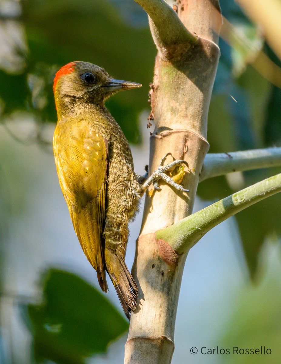 Little Woodpecker - Carlos Rossello