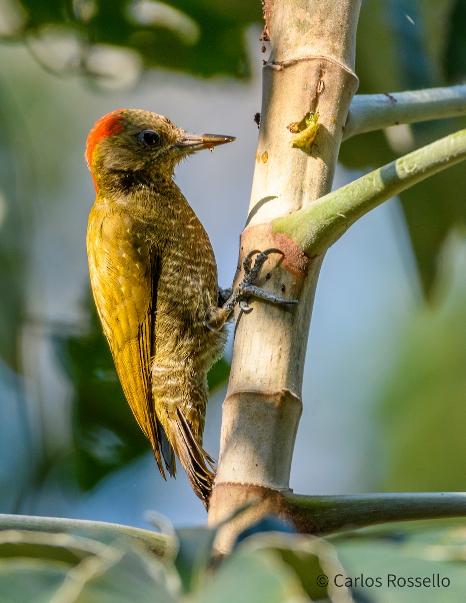 Little Woodpecker - Carlos Rossello