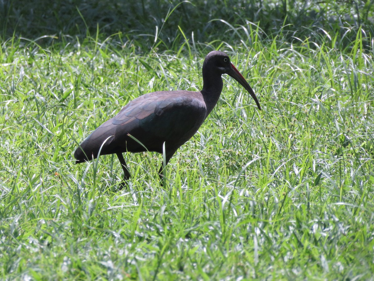 Hadada Ibis - ML267211951