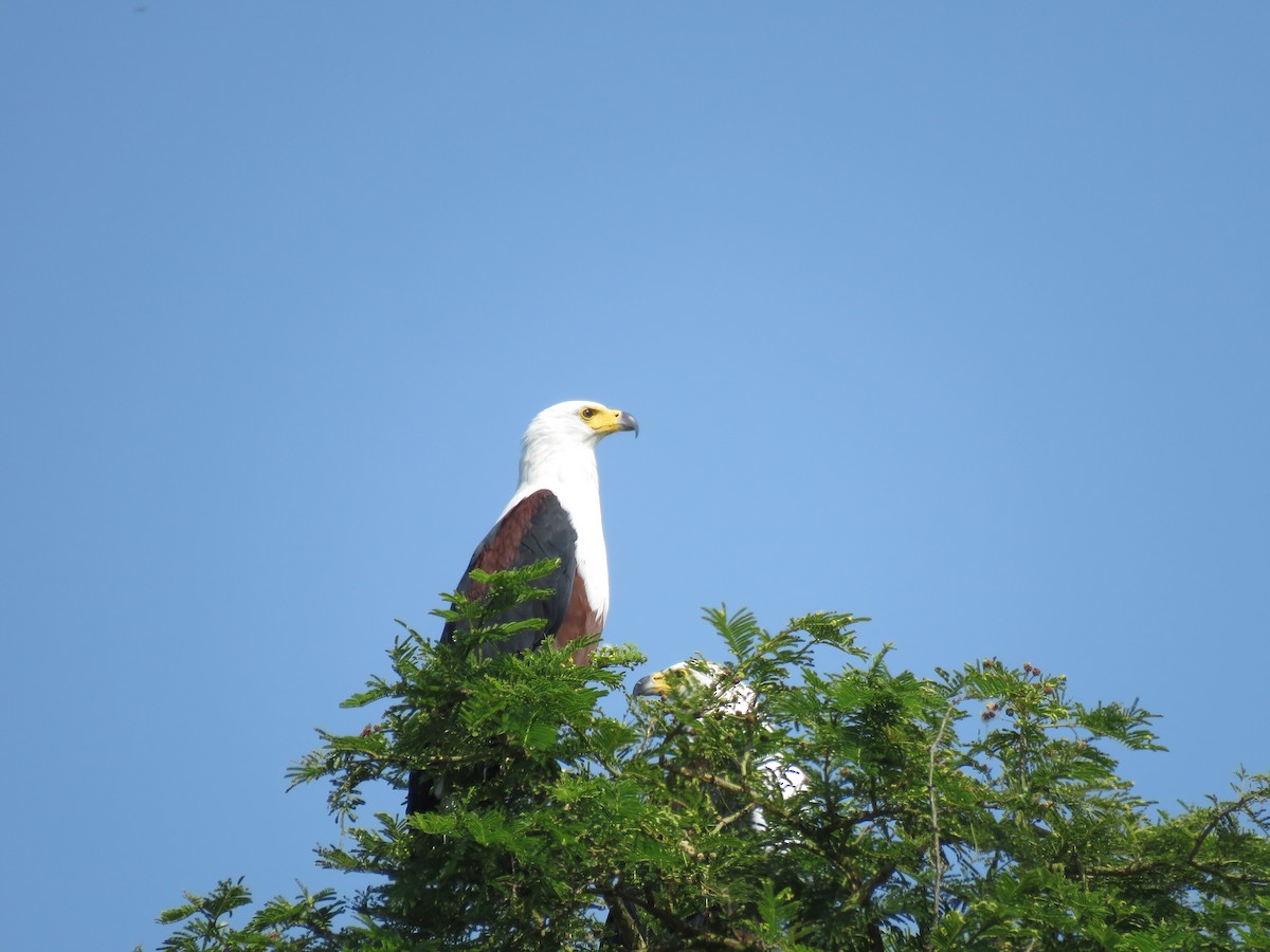 African Fish-Eagle - ML267212141