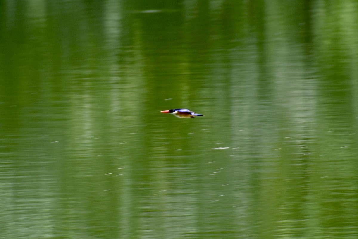 Black-capped Kingfisher - ML267214221