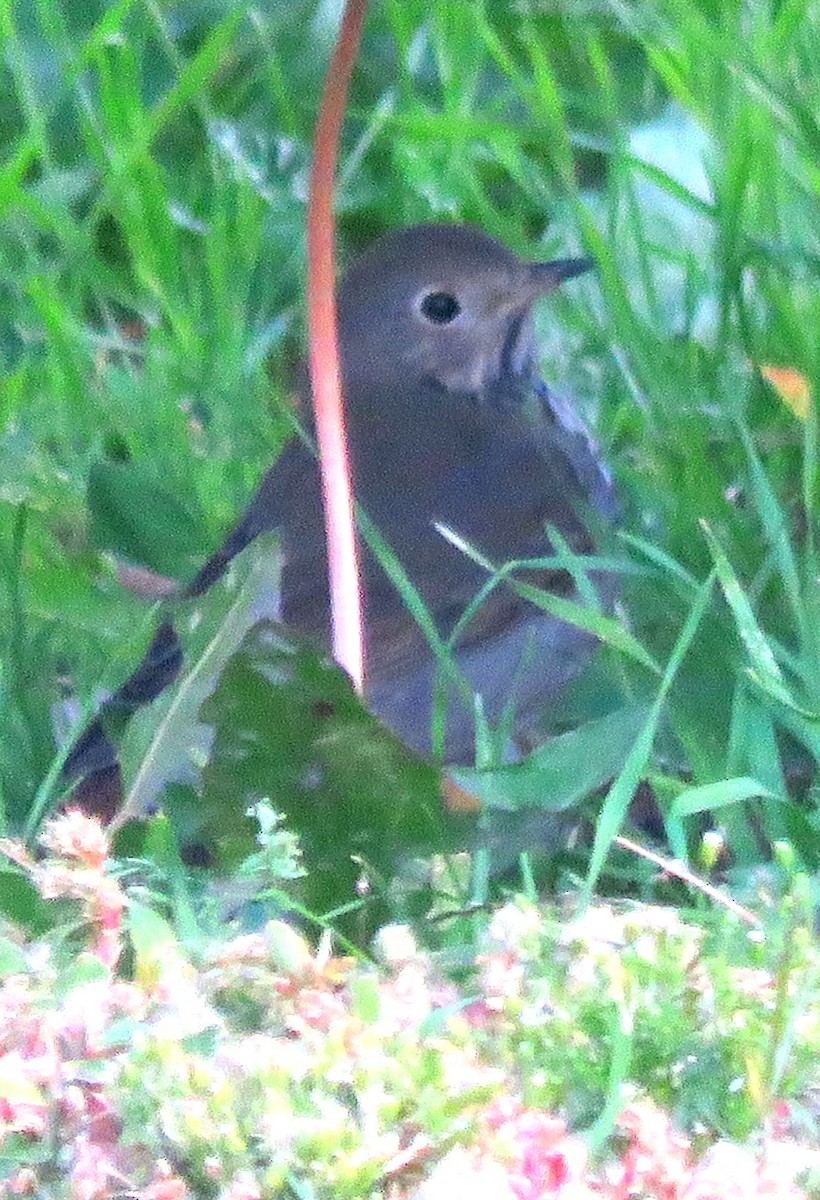 Hermit Thrush - ML267216801