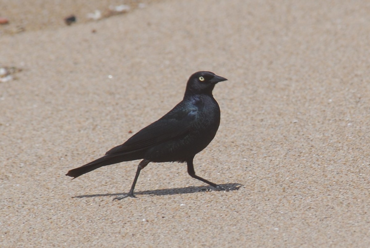 Brewer's Blackbird - ML267219371