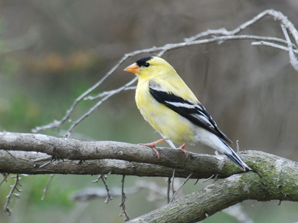 American Goldfinch - Michael I Christie