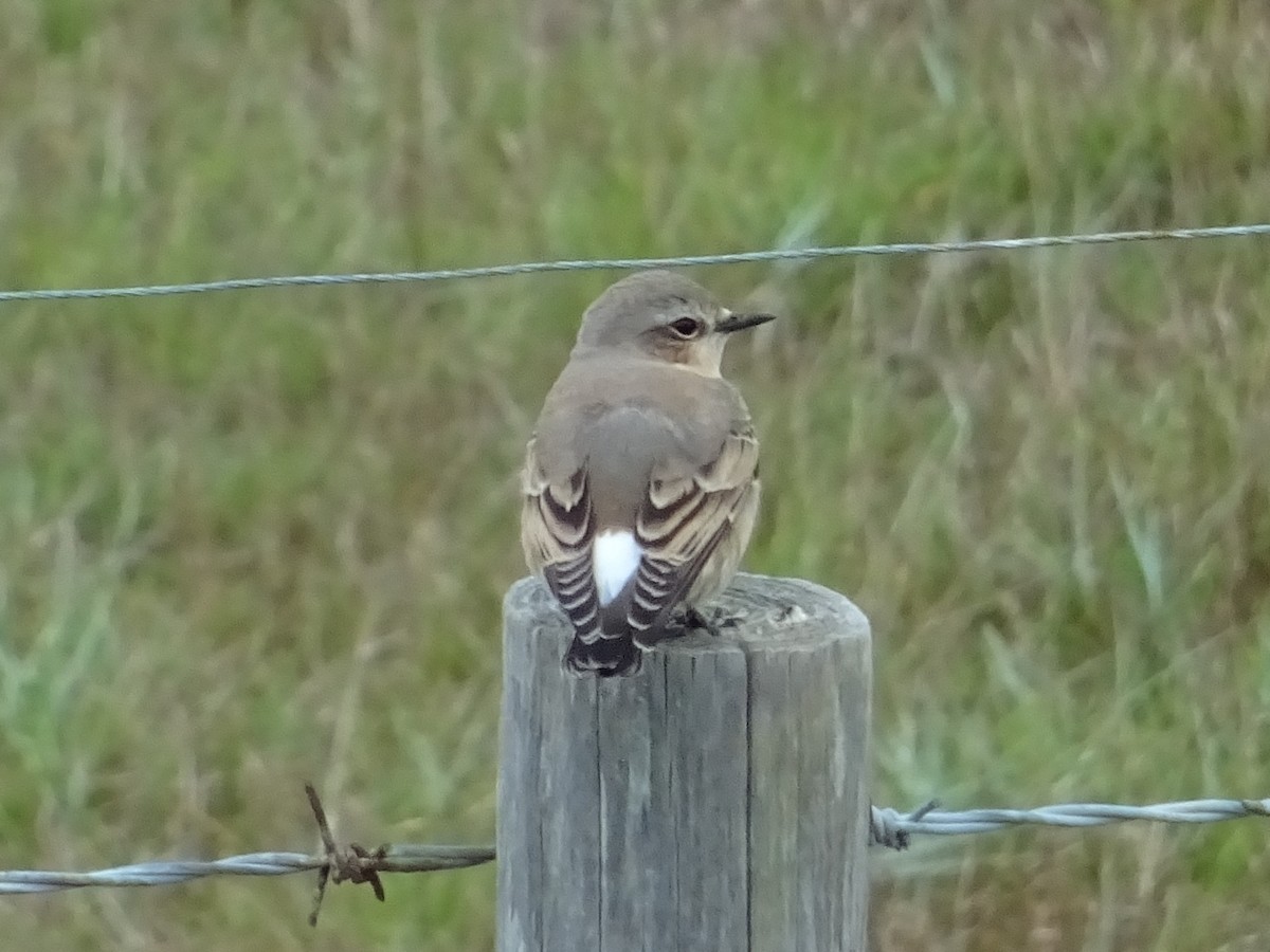 Northern Wheatear - ML267225141