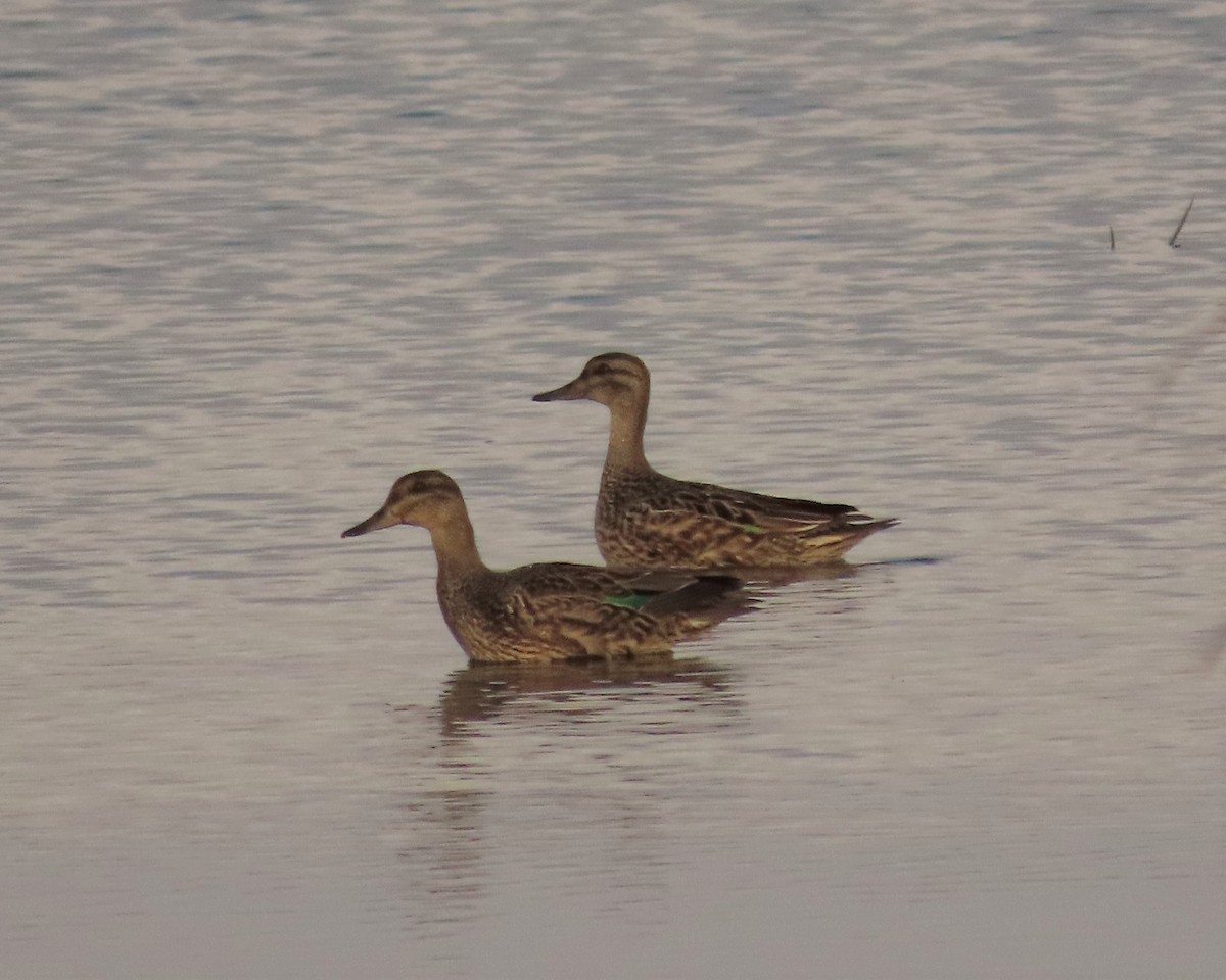 Green-winged Teal - ML267226841