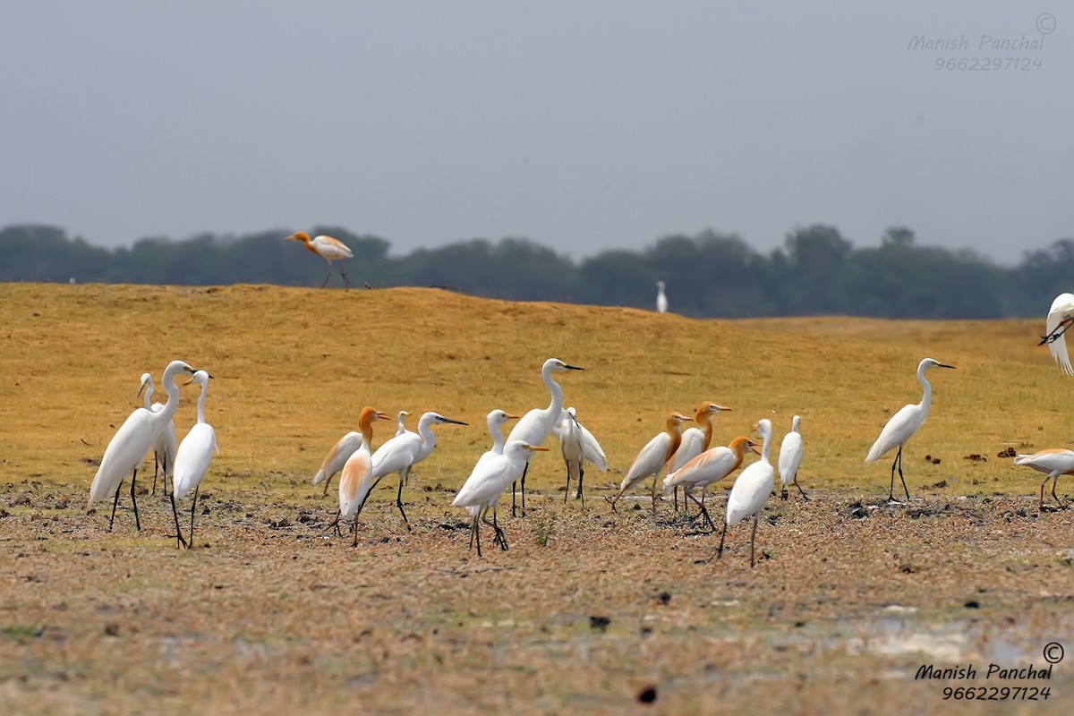 Medium Egret - Manish Panchal