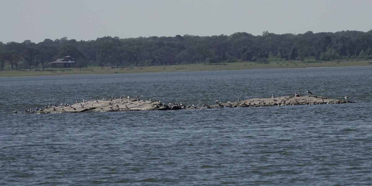 Forster's Tern - ML267228251