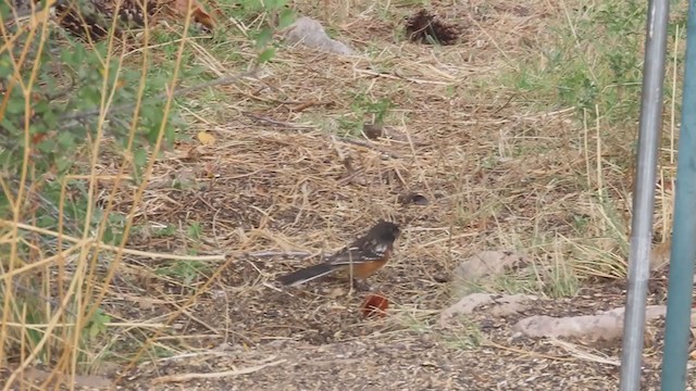 Spotted Towhee - ML267228401
