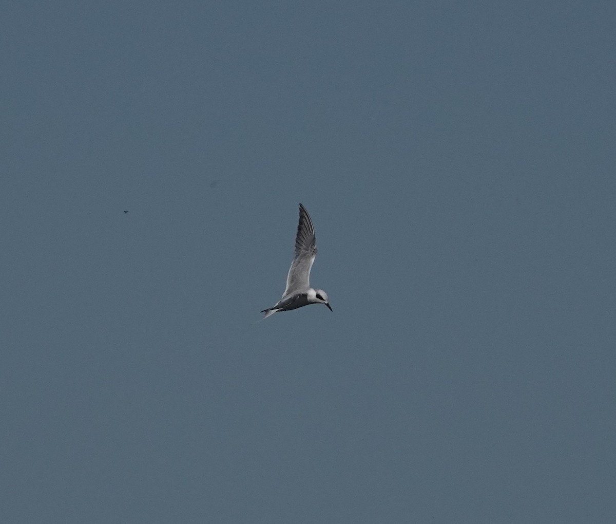 Forster's Tern - ML267228411