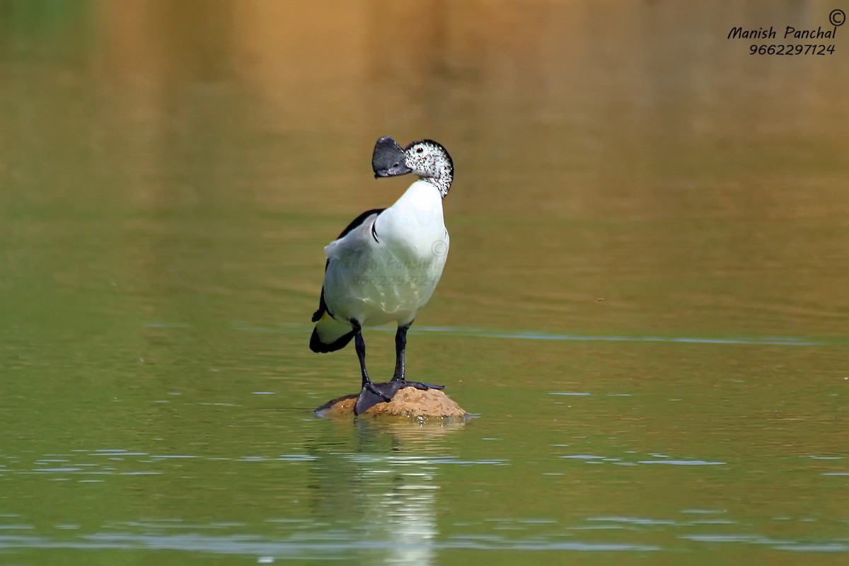 Knob-billed Duck - Manish Panchal