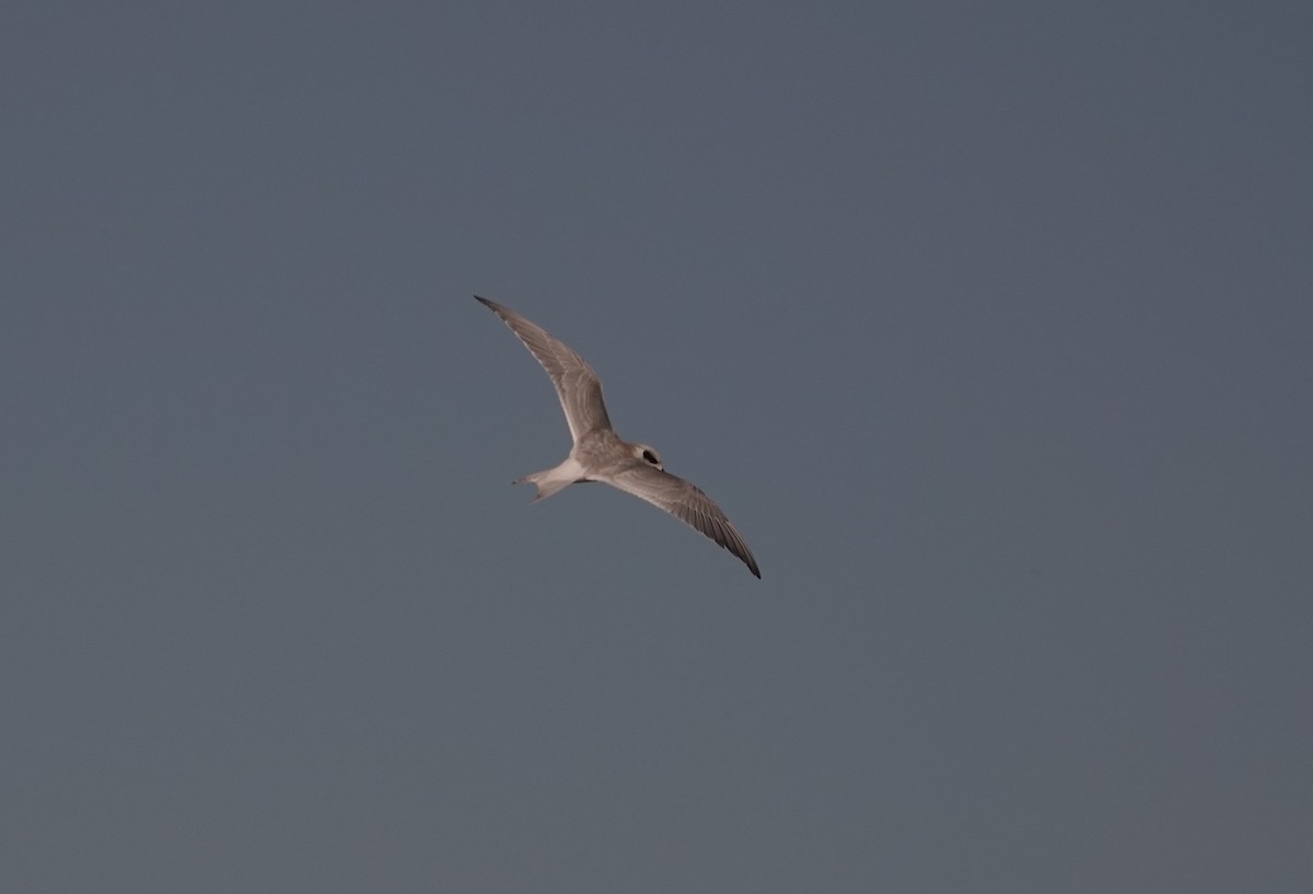 Forster's Tern - ML267228641