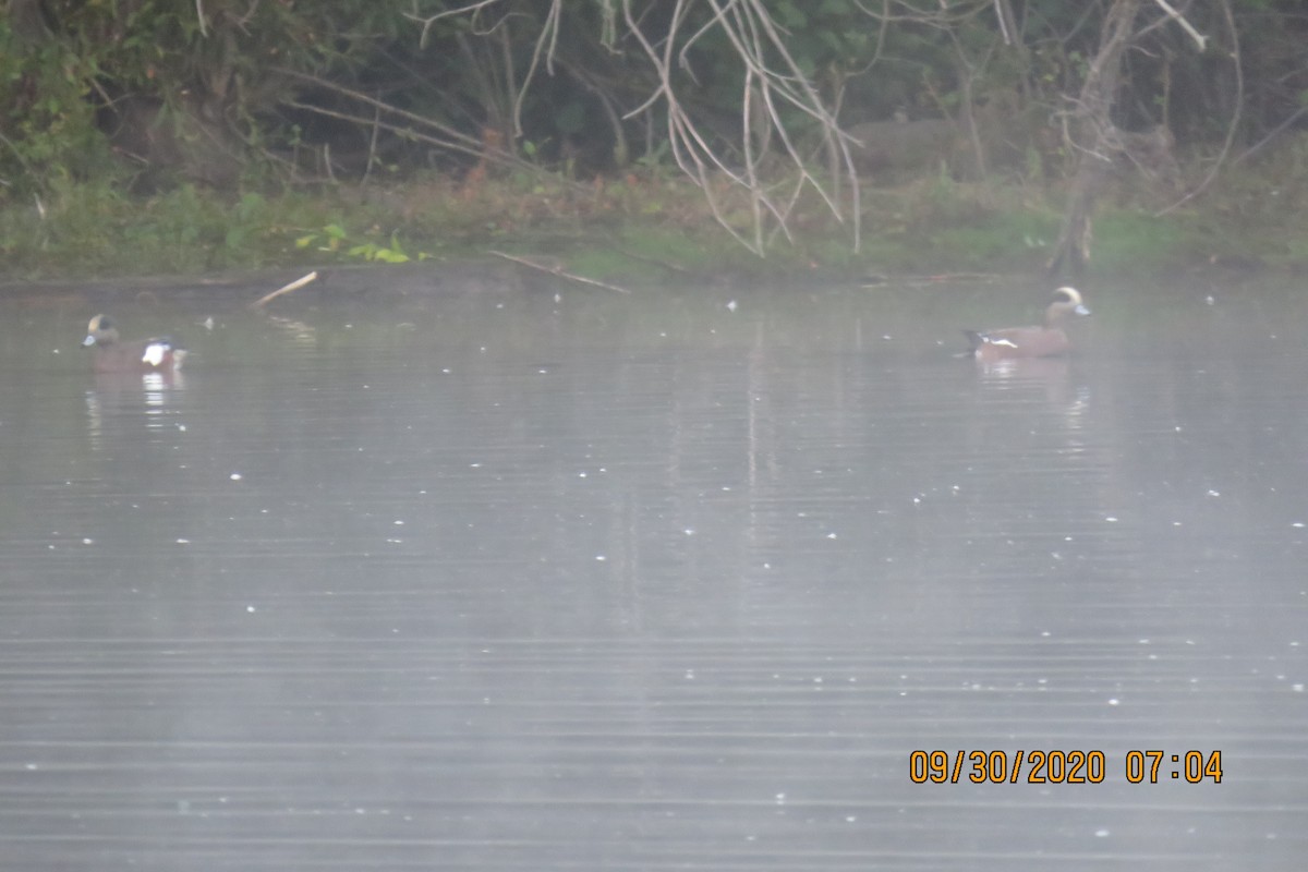 American Wigeon - ML267229461