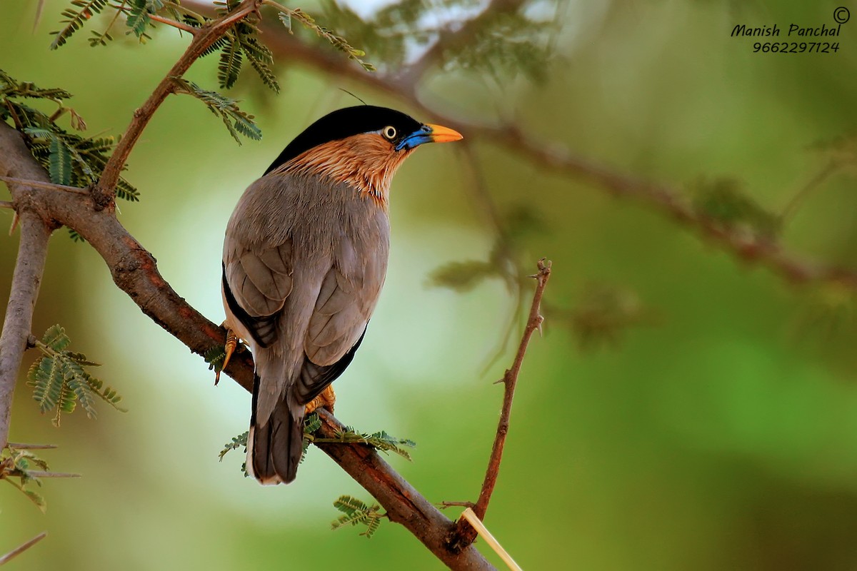 Brahminy Starling - Manish Panchal