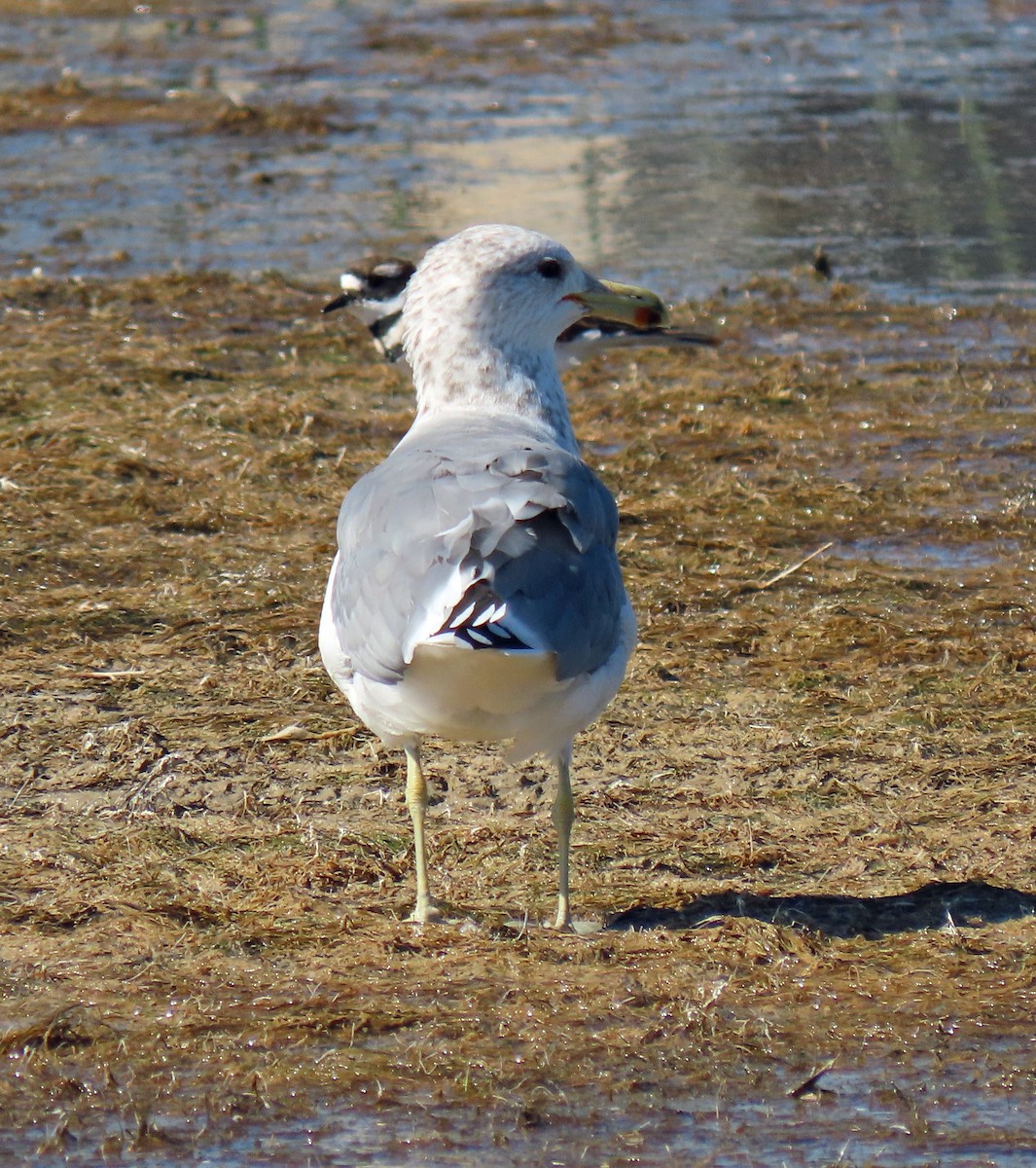 California Gull - ML267230361