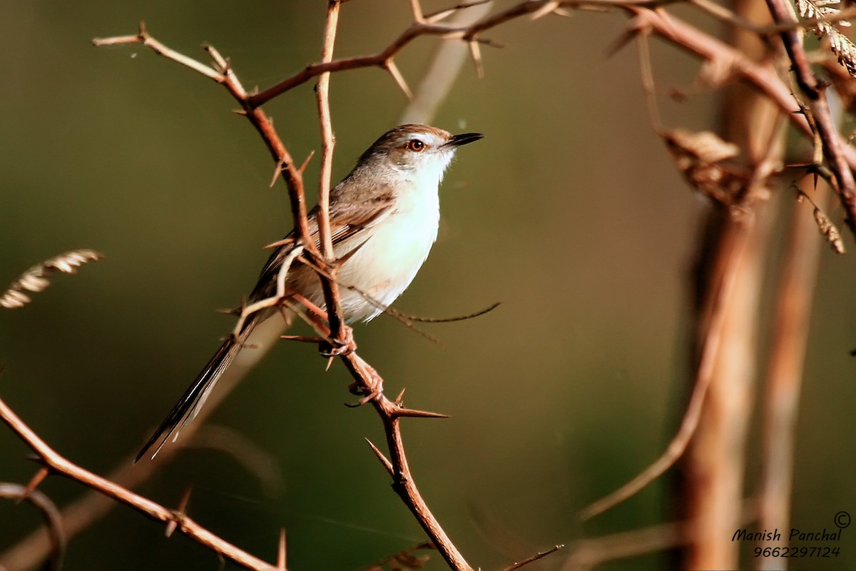 Plain Prinia - Manish Panchal