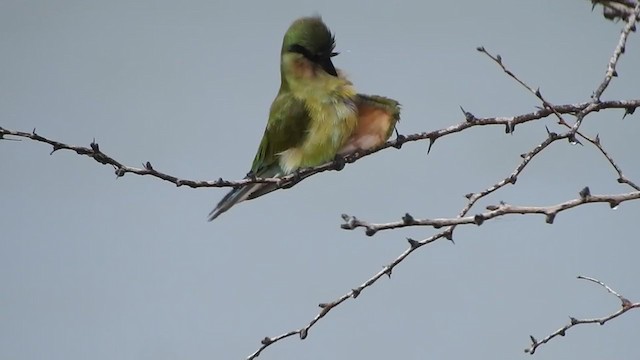 Blue-tailed Bee-eater - ML267230731