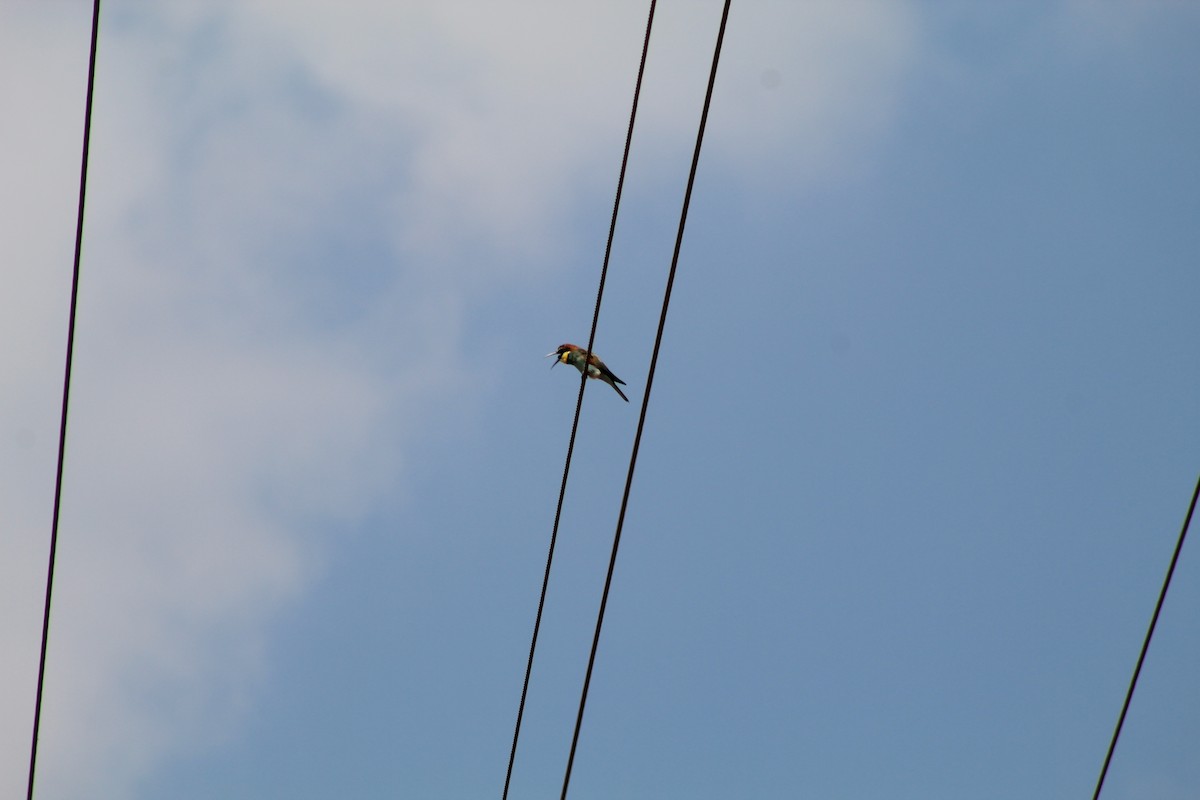 European Bee-eater - ML267231531