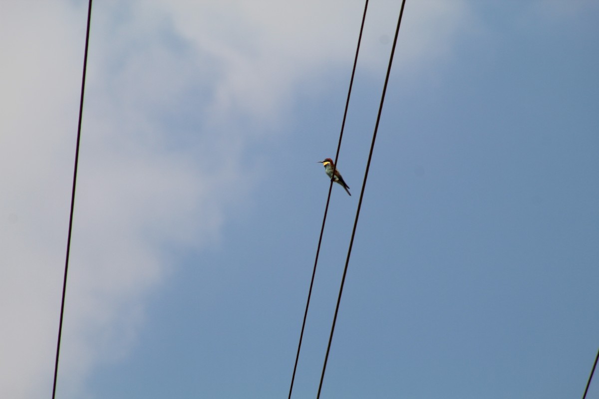 European Bee-eater - ML267231551