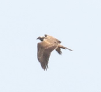 Eastern Marsh Harrier - ML267232661